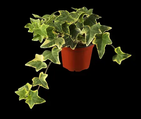 Hedera helix 'Goldchild' - 125-150 CM C2 CANE - image 1