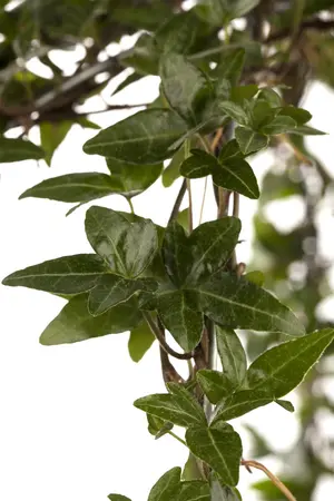 Hedera helix poetarum - P9 - image 3
