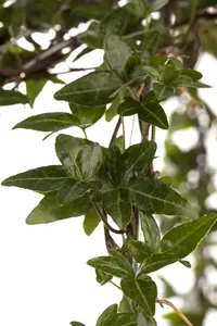 Hedera helix poetarum - P9 - image 3