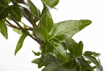 Hedera helix poetarum - P9 - image 1