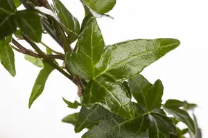 Hedera helix poetarum
