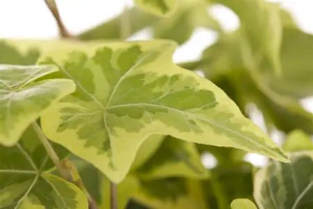 Hedera helix poetarum - P9 - image 4