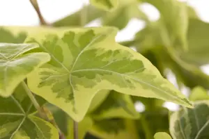 Hedera helix poetarum - P9 - image 4