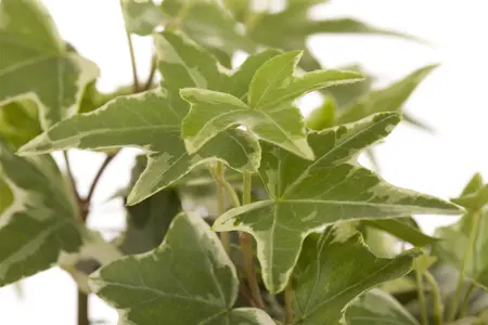 Hedera helix poetarum - P9 - image 5