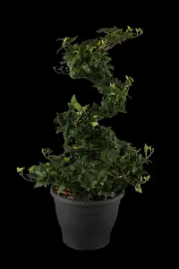 Hedera helix 'Shamrock'