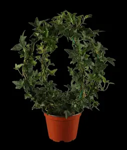 Hedera helix 'Shamrock' - 2 Ltr, single cane - image 2