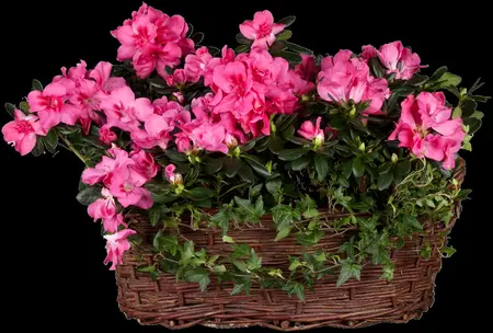 Hedera helix 'Shamrock' - 60-80 CM C2 - image 3