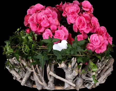 Hedera helix 'Shamrock' - 60-80 CM C2 - image 4