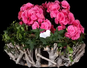 Hedera helix 'Shamrock' - 60-80 CM C2 - image 4