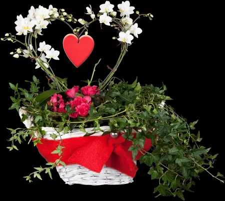 Hedera helix 'Shamrock' - 60-80 CM C2 - image 5