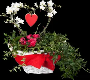 Hedera helix 'Shamrock' - 60-80 CM C2 - image 5