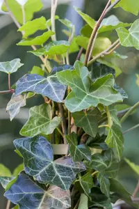 Hedera hibernica - C2, single cane (90 cm) - image 3