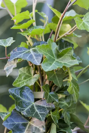 Hedera hibernica - 80-100 CM P9 CANED - image 3