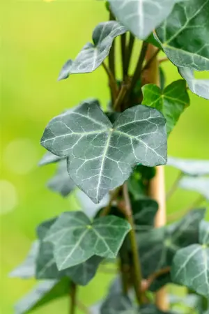 Hedera hibernica - 125-150 CM C2,5 - image 5