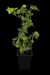 Hedera hibernica - P13 - image 5