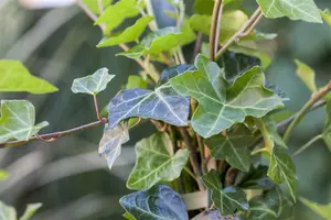 Hedera hibernica - 40-60 CM C1 - image 2