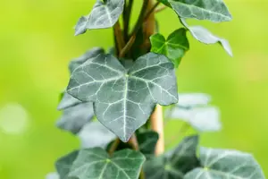 Hedera hibernica - C1 - 1 cane 60 cm - image 4