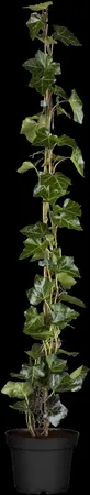 Hedera hibernica - P13 - image 5