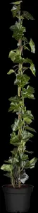 Hedera hibernica - P13 - image 5