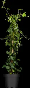 Hedera hibernica - P13 - image 2