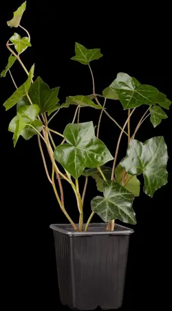 Hedera hibernica - P13 - image 3