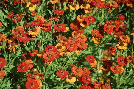 Helenium 'Baudirektor Linne' - P9 - image 2