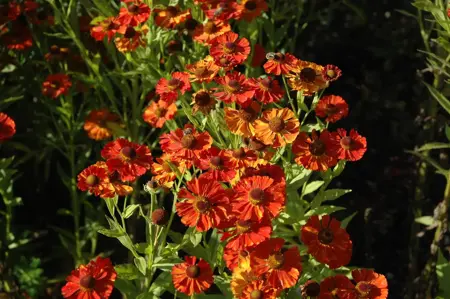 Helenium 'Baudirektor Linne' - P9 - image 3