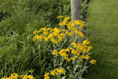 Helenium hoopesii - 2 Ltr pot