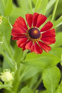 Helenium 'Indianersommer'