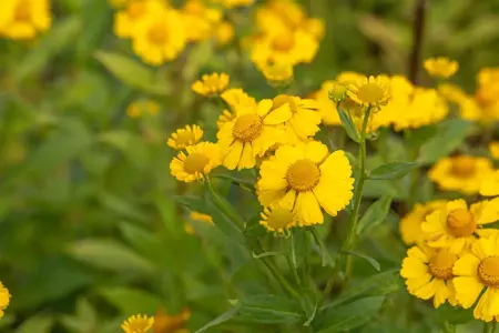 Helenium 'Kanaria' - P9