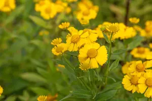 Helenium 'Kanaria'