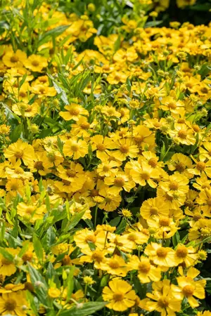Helenium 'Lemon Sundae' - 2 Ltr pot - image 2