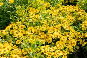 Helenium 'Lemon Sundae'