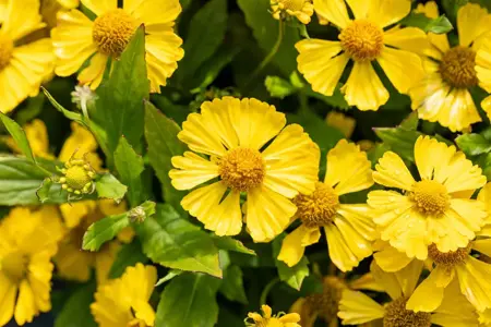 Helenium 'Lemon Sundae' - 2 Ltr pot - image 3