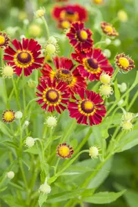 Helenium 'Little Orange'