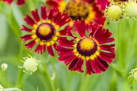 Helenium 'Little Orange' - P11 - image 2