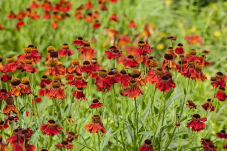 Helenium 'Little Orange' - P11 - image 3