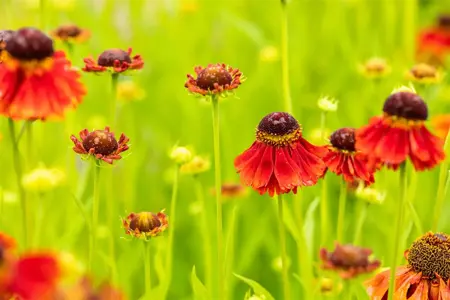 Helenium 'Moerheim Beauty' - 2 Ltr pot - image 3
