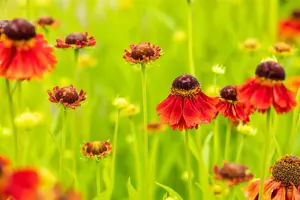 Helenium 'Moerheim Beauty' - 2 Ltr pot - image 3