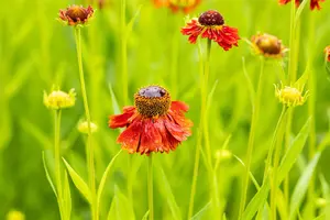 Helenium 'Moerheim Beauty' - PLUG/CELGROWN 100 CEL TRAY - image 4