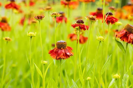 Helenium 'Moerheim Beauty' - PLUG/CELGROWN 100 CEL TRAY - image 5