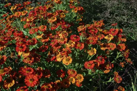 Helenium 'Moerheim Beauty' - 2 Ltr pot - image 1