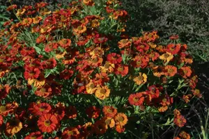 Helenium 'Moerheim Beauty'