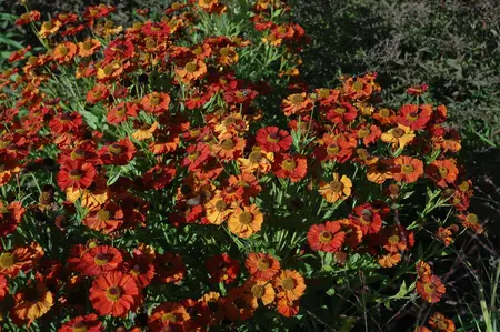 Helenium 'Moerheim Beauty' - PLUG/CELGROWN 100 CEL TRAY - image 1