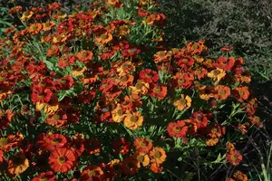 Helenium 'Moerheim Beauty' - PLUG/CELGROWN 100 CEL TRAY - image 1