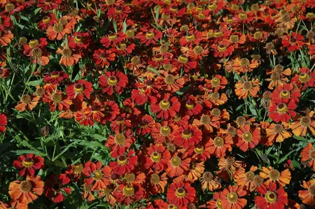 Helenium 'Moerheim Beauty' - PLUG/CELGROWN 100 CEL TRAY - image 2