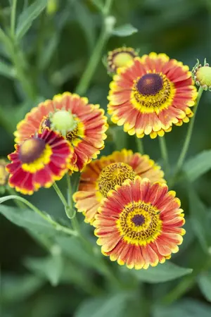 Helenium 'Peach Sundae' - 2 Ltr pot - image 4