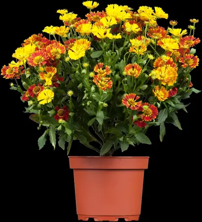 Helenium 'Peach Sundae' - 2 Ltr pot - image 5