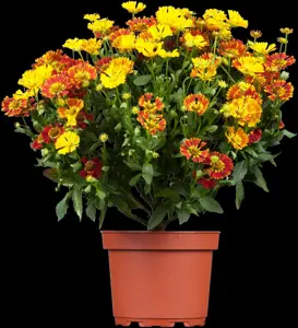 Helenium 'Peach Sundae' - 2 Ltr pot - image 5