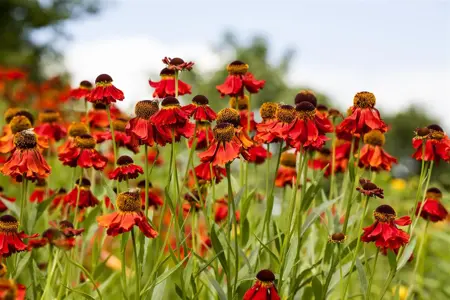 Helenium 'Peach Sundae' - 2 Ltr pot - image 1